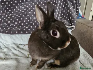 Netherland Dwarf rabbits Chocolate Otter female - Advert 1