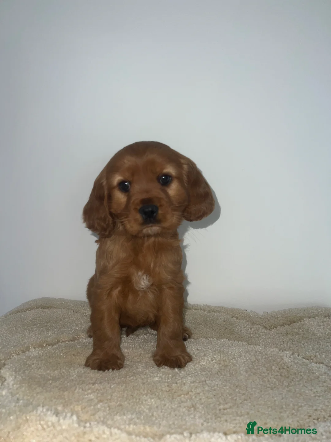 Cocker Spaniel dogs for sale: Show type cocker spaniel  - Advert 3