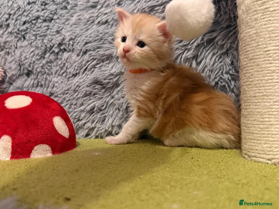 Maine Coon cats for sale: Maine coon kittens reds stunning pedigree’s  - Advert 38