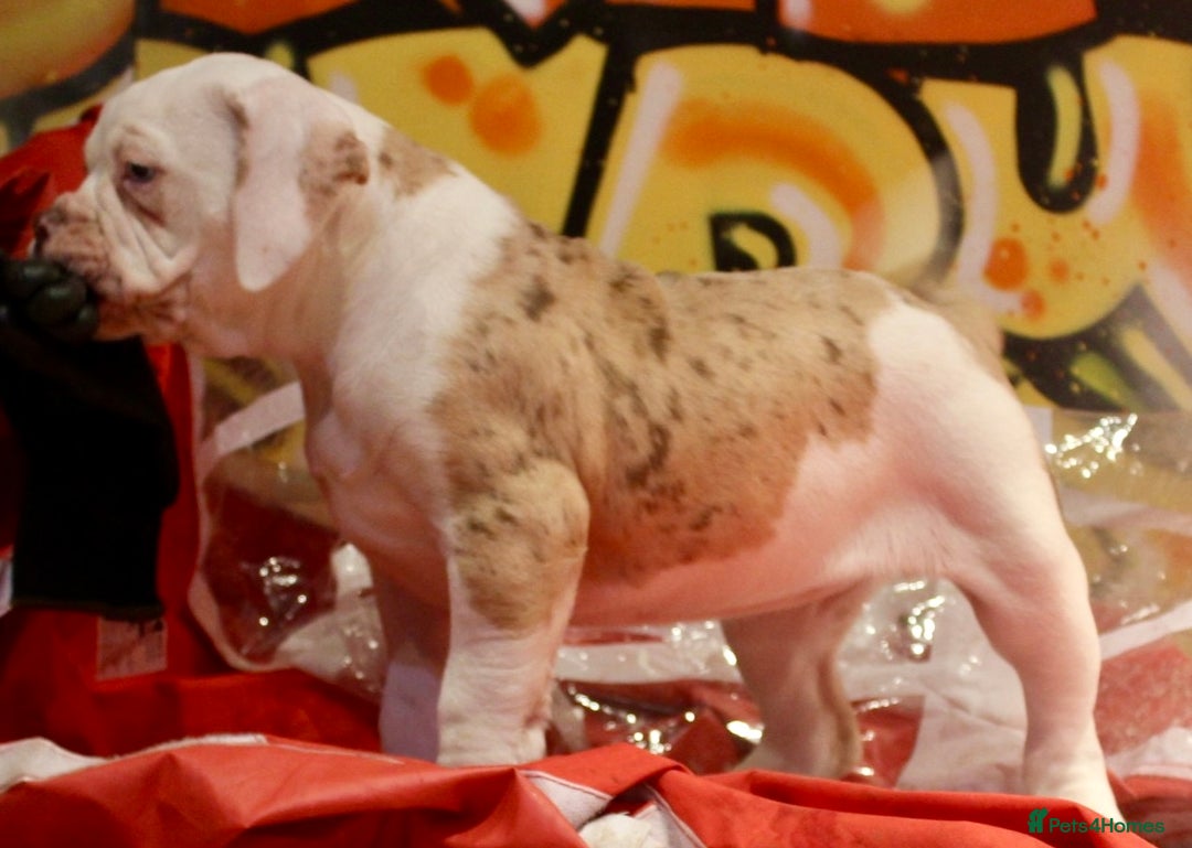 Alapaha Blue Blood Bulldog dogs for sale: SUPERB PICK OF LITTER FEMALE  - Image 10