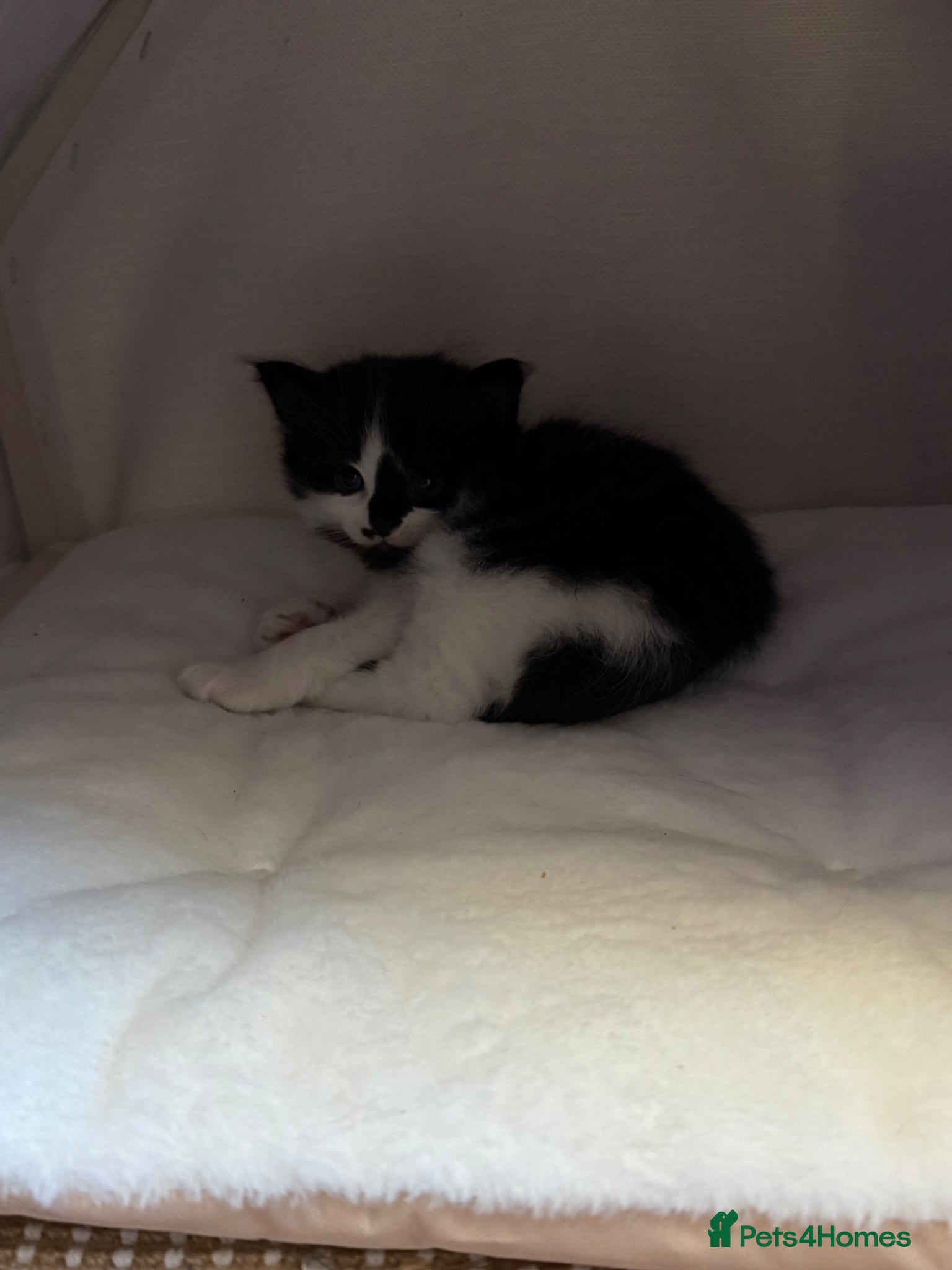 Mixed Breed cats 4 beautiful black and white kittens - Advert 1