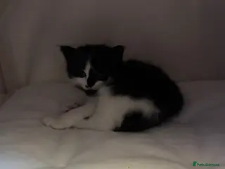 Mixed Breed cats 4 beautiful black and white kittens - Advert 1