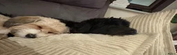 Havanese dogs for sale: Gorgeous litter of Havanese puppies. - Advert 8