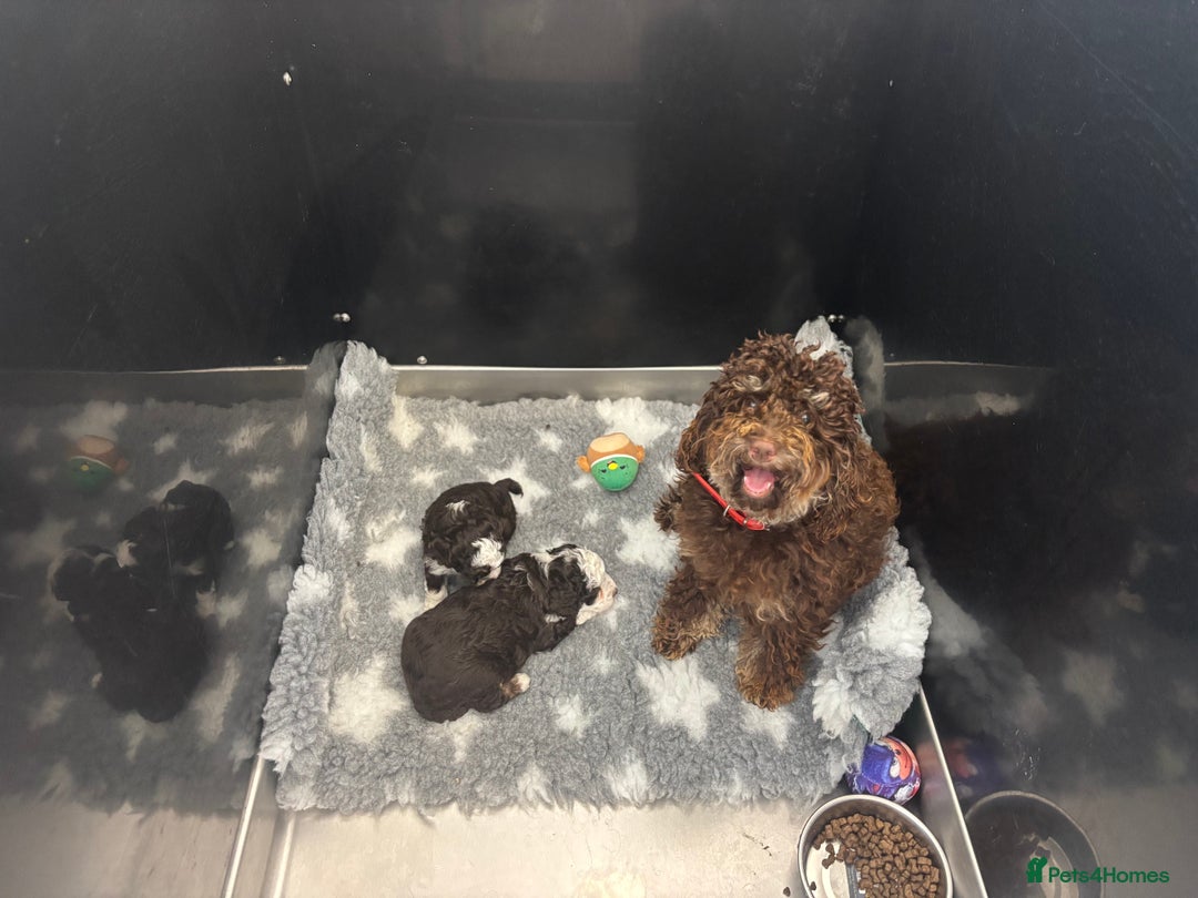 Toy Poodle dogs for sale: Rare coloured 🧸 Toy Poodle - Image 6