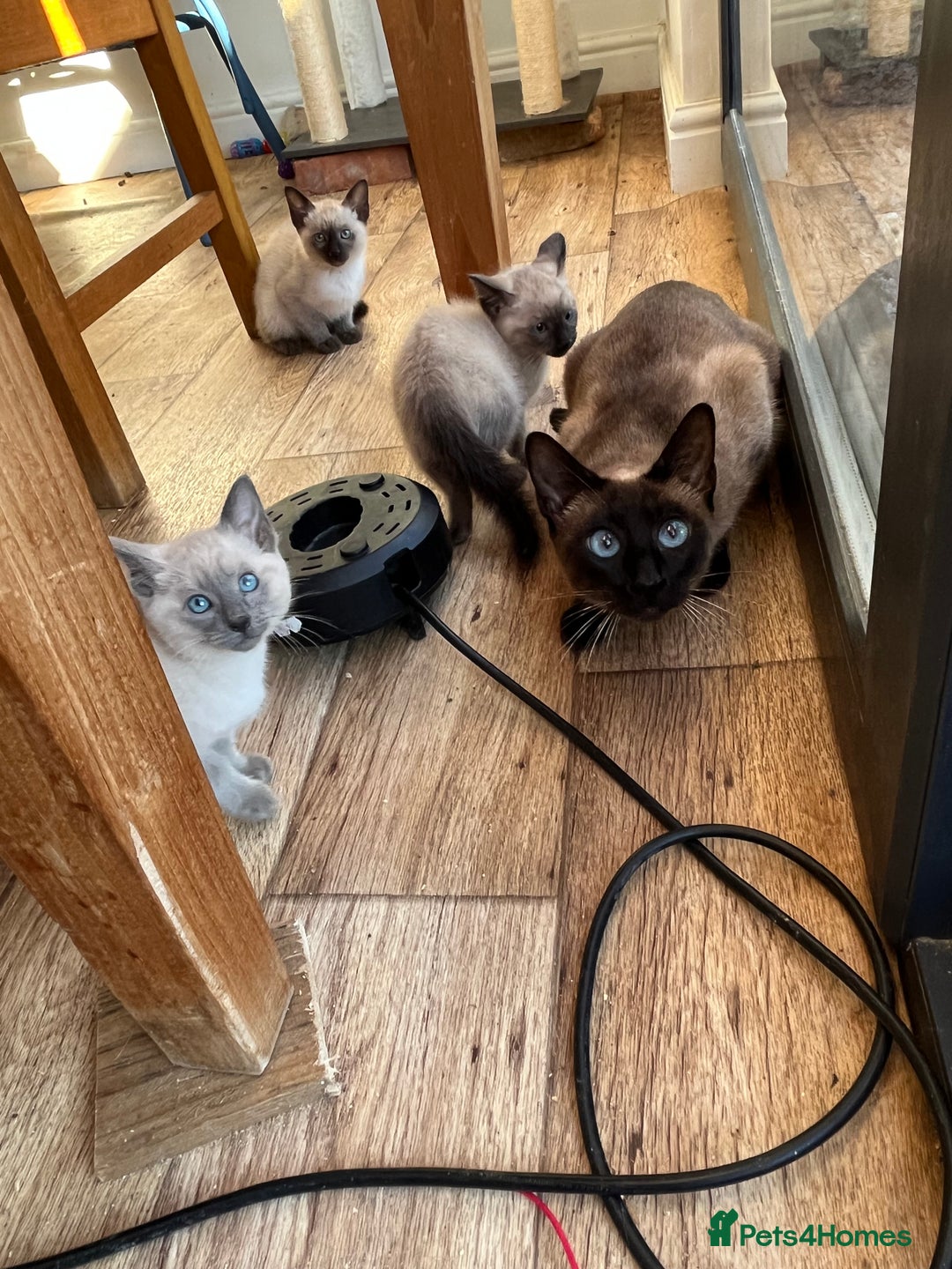 Siamese cats for sale: 2 seal point girls - Advert 1