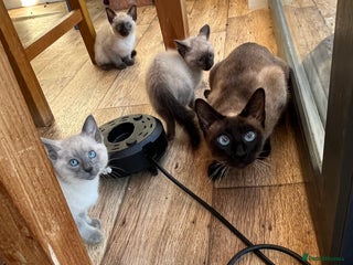 Siamese cats 2 seal point girls - Advert 1