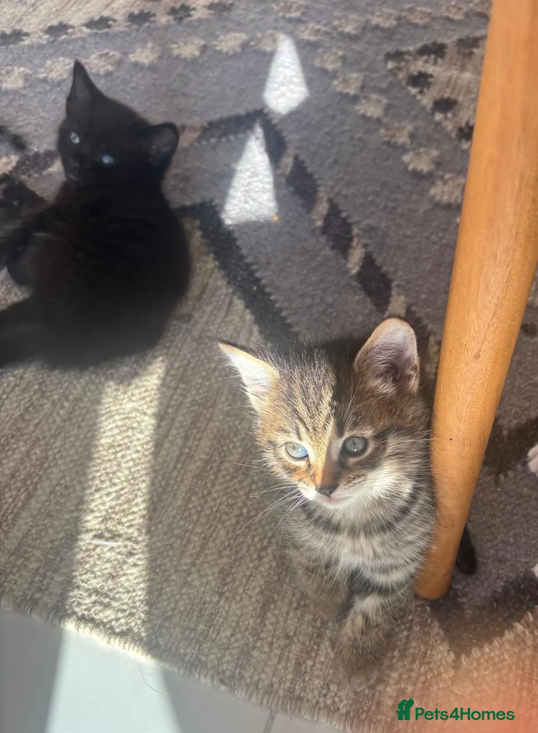 Mixed Breed cats for sale:  Adorable Tabby Kitten Playful, Friendly 🐾 - Advert 5