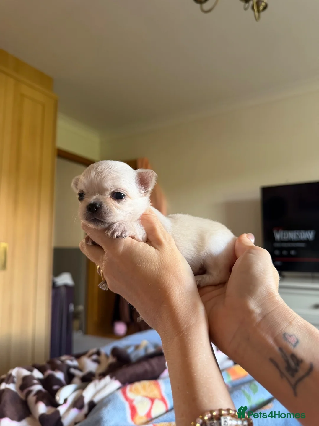 Chihuahua dogs for sale: ✨ EXQUISITE HUSKY MARKED LONG COAT CHIHUAHUAS ✨ - Advert 40