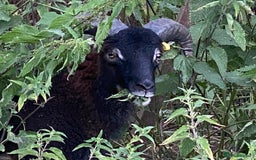 Sheep livestock for sale: This year's Soay whether lambs - Image 13