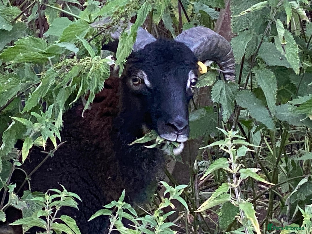 Sheep livestock for sale: This year's Soay whether lambs - Image 13