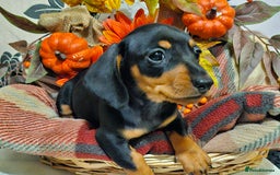 Miniature Dachshund dogs for sale: Beautiful Black & Tan Mini Dachshunds PRA clear - Image 11