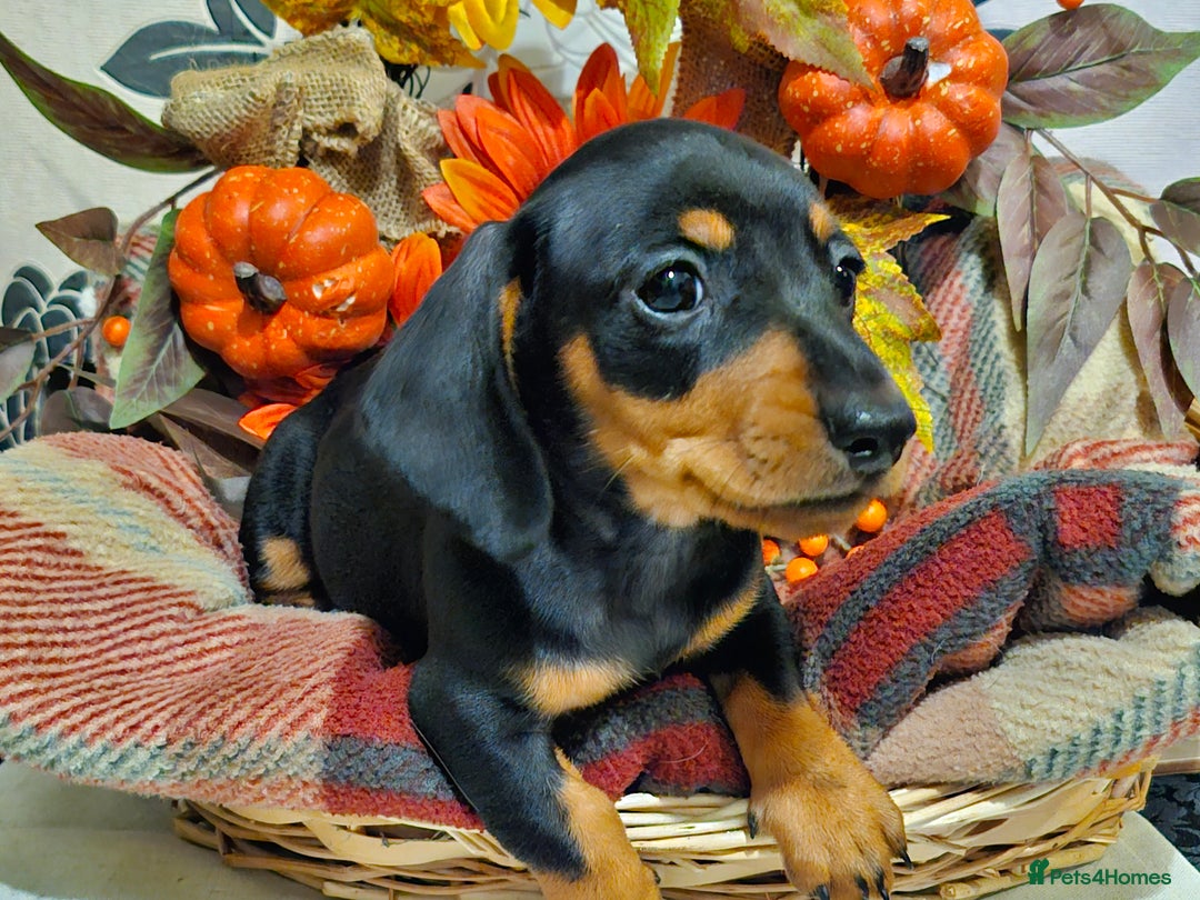 Miniature Dachshund dogs for sale: Beautiful Black & Tan Mini Dachshunds PRA clear - Image 11
