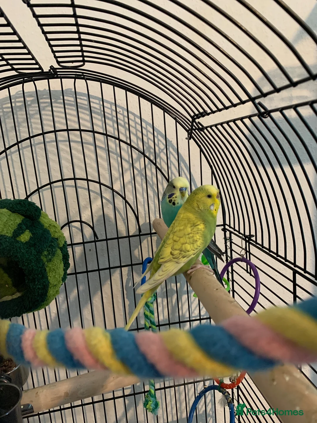 Budgerigars birds for sale: Two males and a female sold with two cages in Peterborough - Advert 2