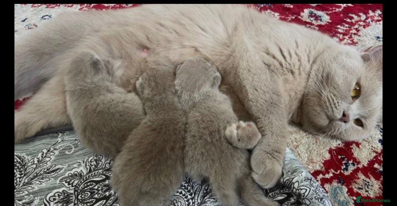 British Shorthair cats LILAC BSH KITTEN- - Advert 1
