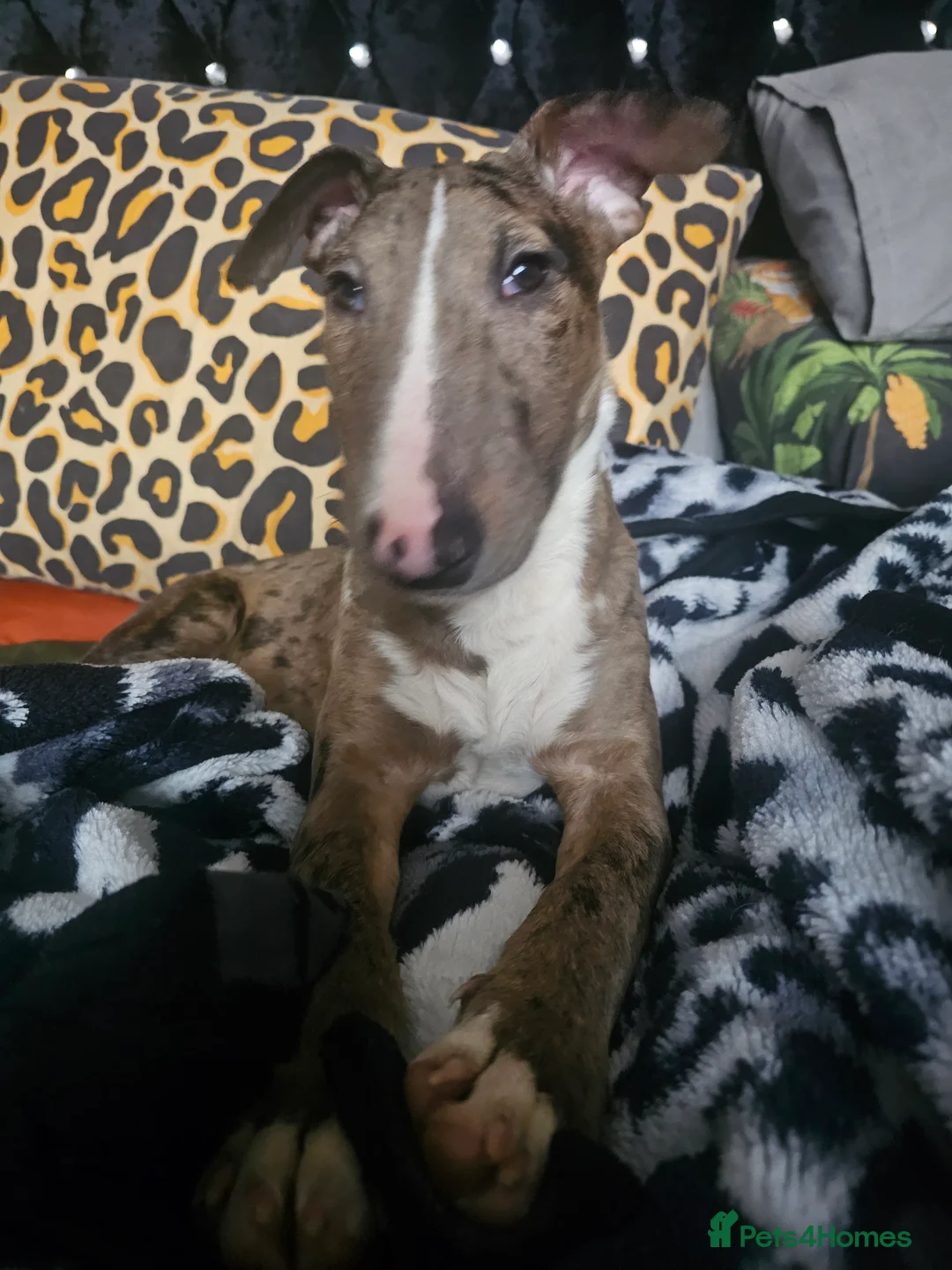 Miniature Bull terrier dogs for sale: Merle miniature english bull terrier  - Advert 10