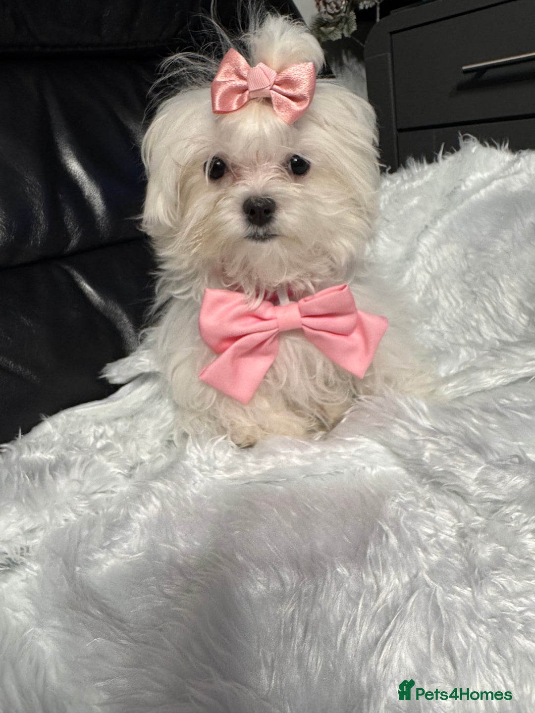 Maltese dogs for sale: ✨ Korean Maltese Hypoallergenic pure breed Girls ✨ - Advert 8