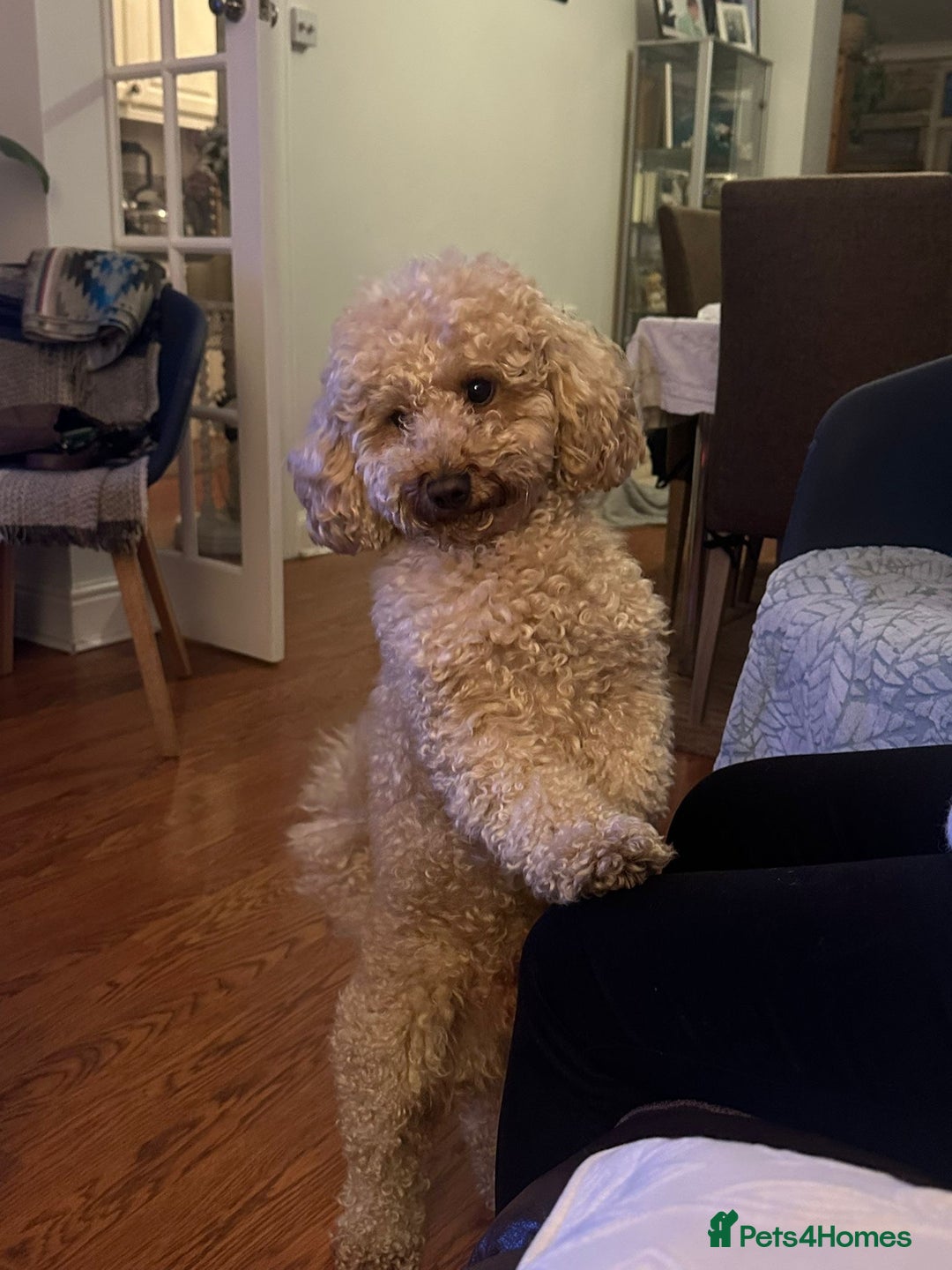 Miniature Poodle dogs for sale: Miniature poodles for sale  2 boys and 3 girls - Advert 2