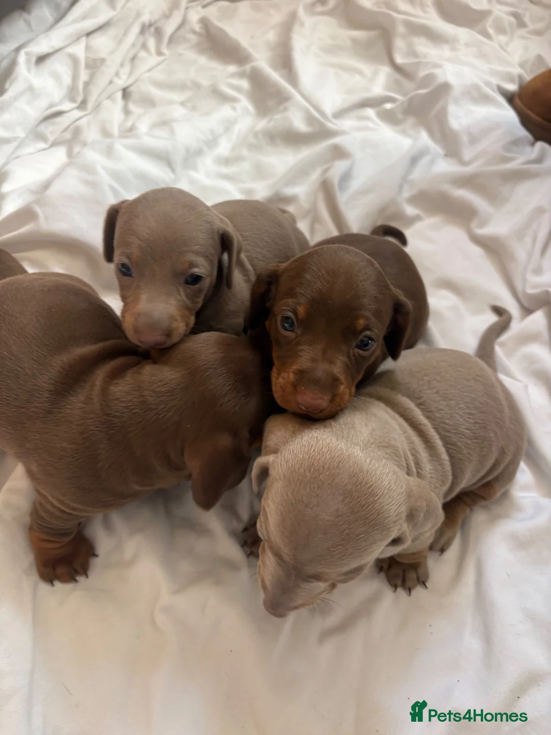 Dachshund dogs for sale: Stunning Dachshunds puppies.  in Leek - Advert 2