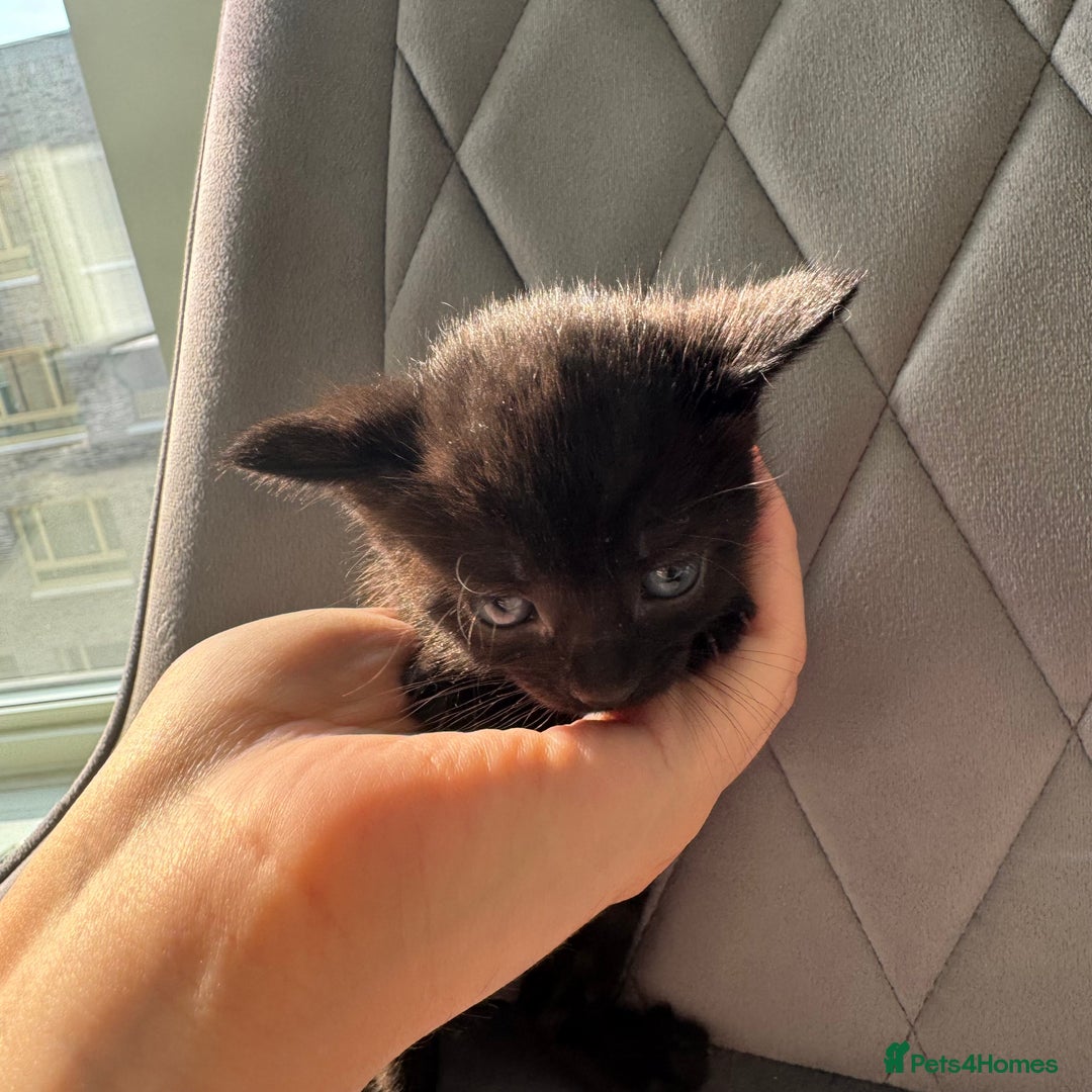 Mixed Breed cats for sale: Beautiful Mixed Kittens (Ginger/Tortie/Black) - Image 5