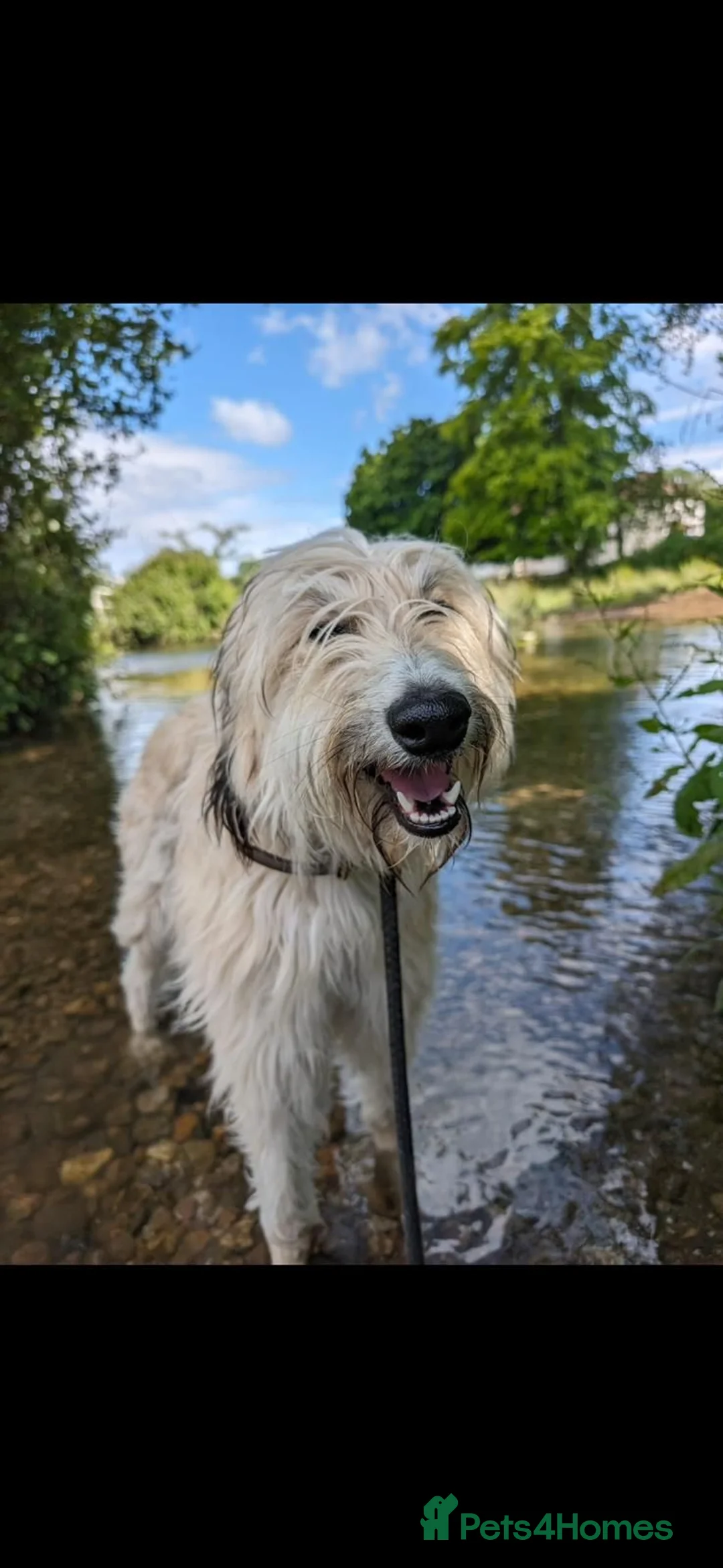 Lurcher dogs for sale: Fluffy Lurcher puppies available Sept - Advert 2