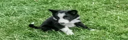 Border Collie dogs for sale: Border Collie pups born on farm to working parents - Advert 7