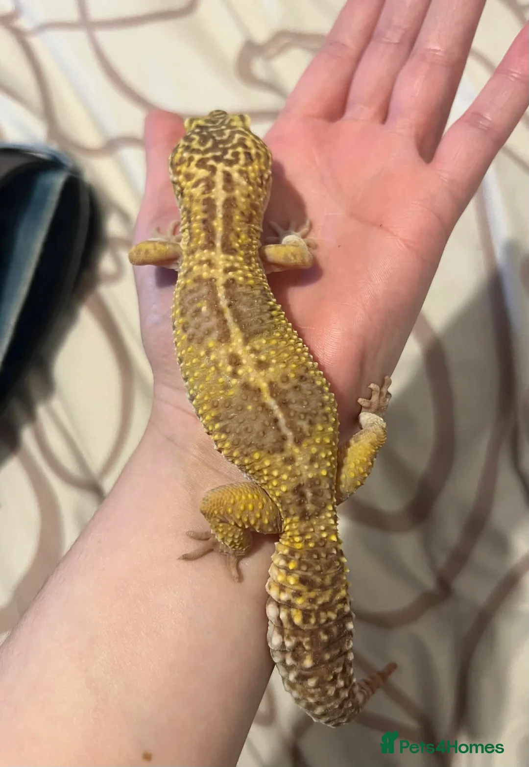 Leopard Gecko reptiles for sale: Female leopard gecko in Eastbourne - Advert 3