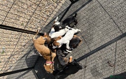 Jack Russell dogs for sale: Puppy looking for their new home  - Image 10