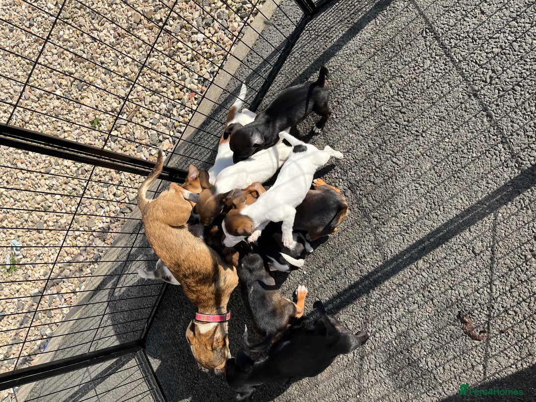 Jack Russell dogs for sale: Puppy looking for their new home  - Image 10
