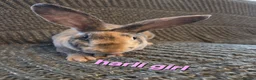 Rex rabbits for sale: Breeding pair of Unrelated mini rex - Advert 10