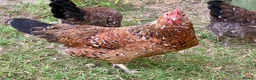 Chickens poultry for sale: 4 x Rare Breed Swedish Flower Hens  - Advert 3