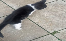 Domestic Shorthair cats for sale: Kittens For Sale – Ready to Join Your Home! - Image 14