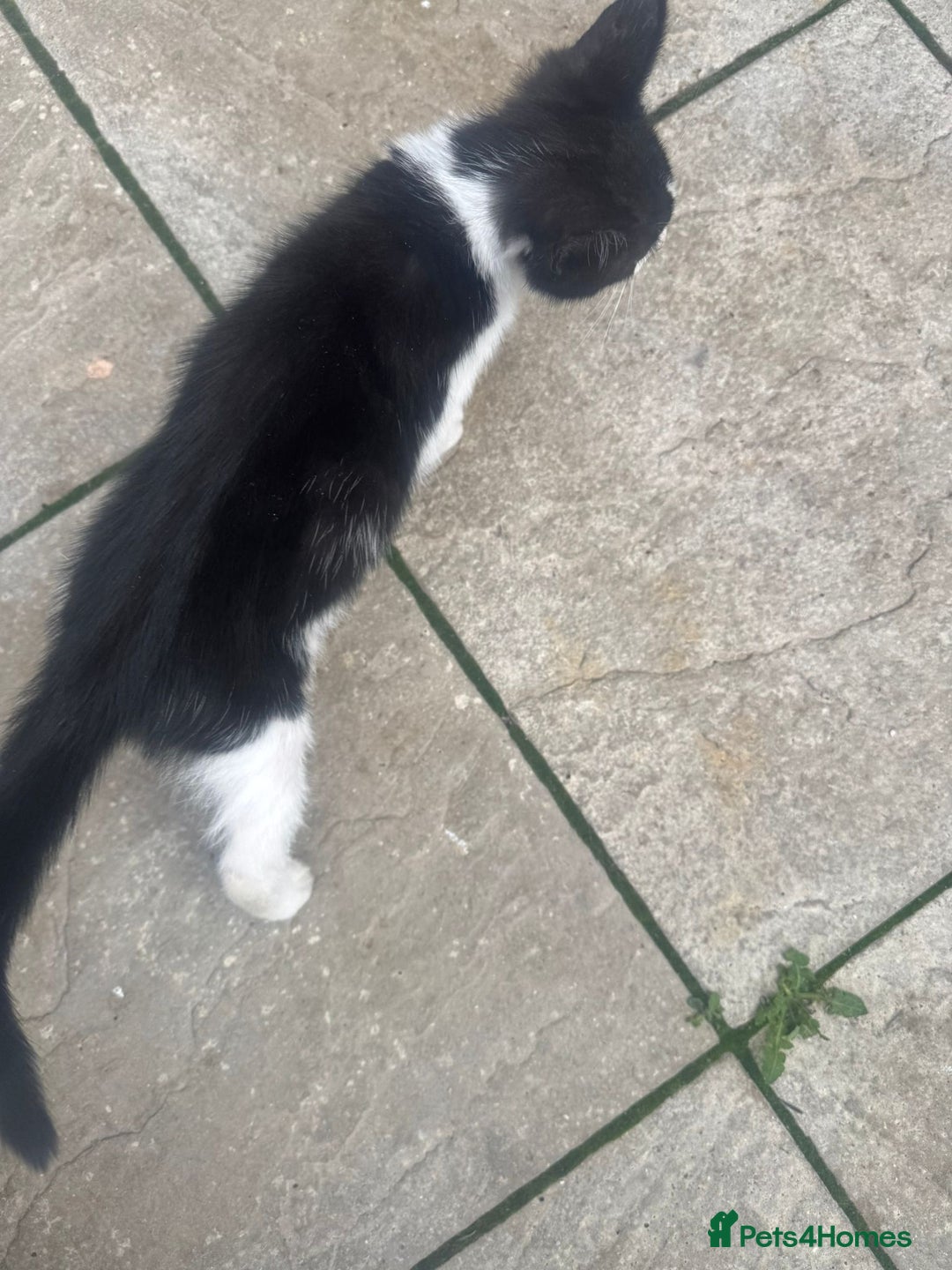 Domestic Shorthair cats for sale: Kittens For Sale – Ready to Join Your Home! - Image 14