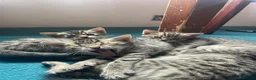 Mixed Breed cats for sale: Bengal and Russian Blue mixed kittens - Advert 15