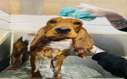 Cocker Spaniel dogs for stud: Free Show Cocker Spaniel Stud - Image 2