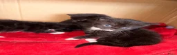 Domestic Shorthair cats for sale: 3 kittens for sale  - Advert 4