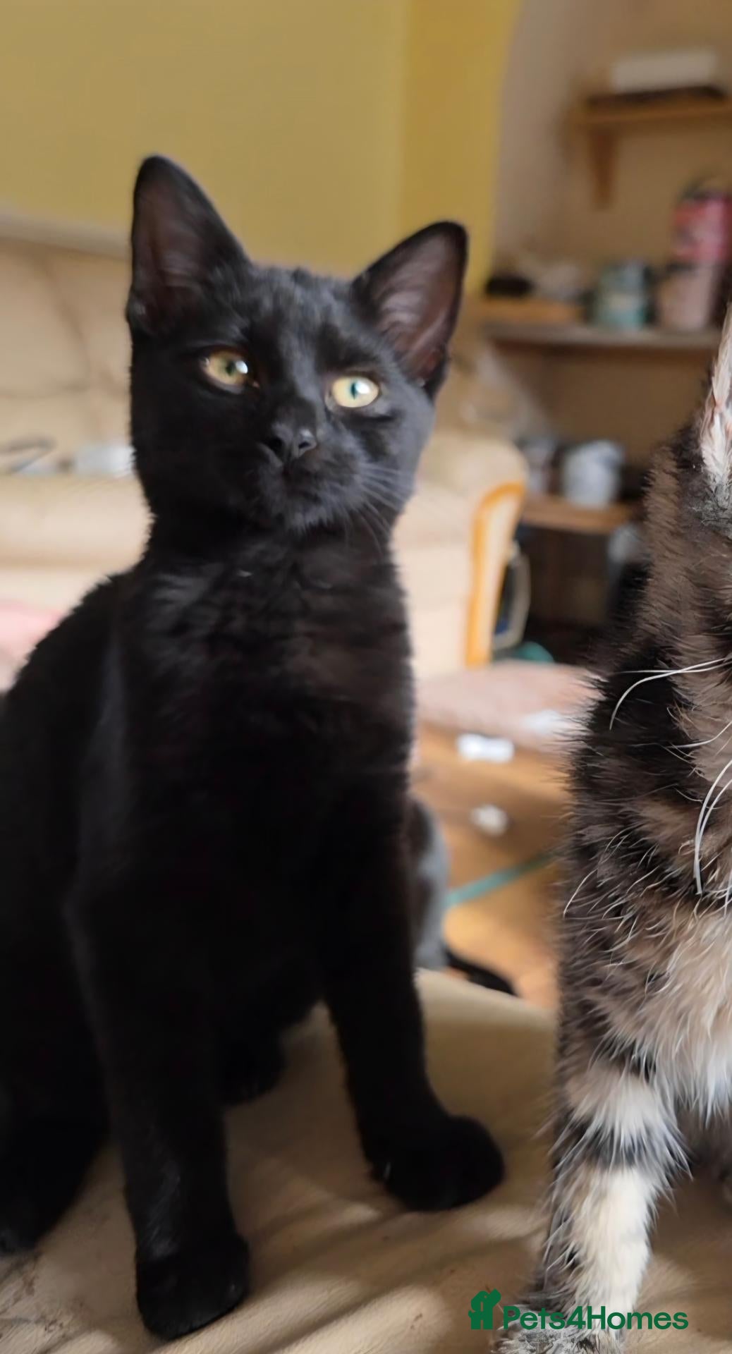Domestic Shorthair cats 3 Domestic short-haired kittens  - Advert 2