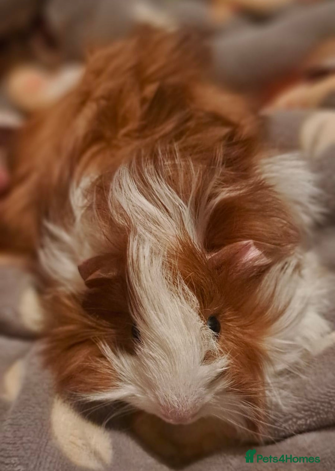 Guinea Pig rodents Elegant male guinea  - Advert 1