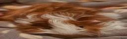 Guinea Pig rodents for sale: Elegant male guinea  - Advert 1