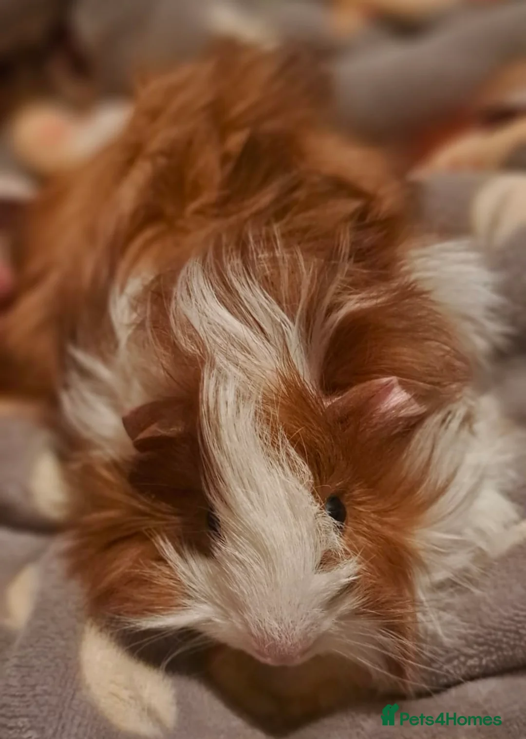 Guinea Pig rodents for sale: Elegant male guinea  - Advert 1