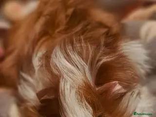 Guinea Pig rodents Elegant male guinea - Advert 2