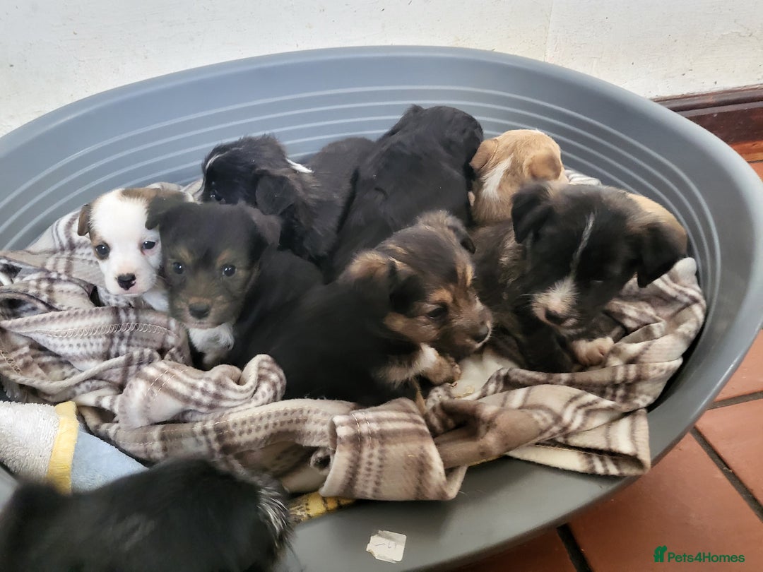 Jackapoo dogs for sale: Super Cute Jackapoo babies - Image 9