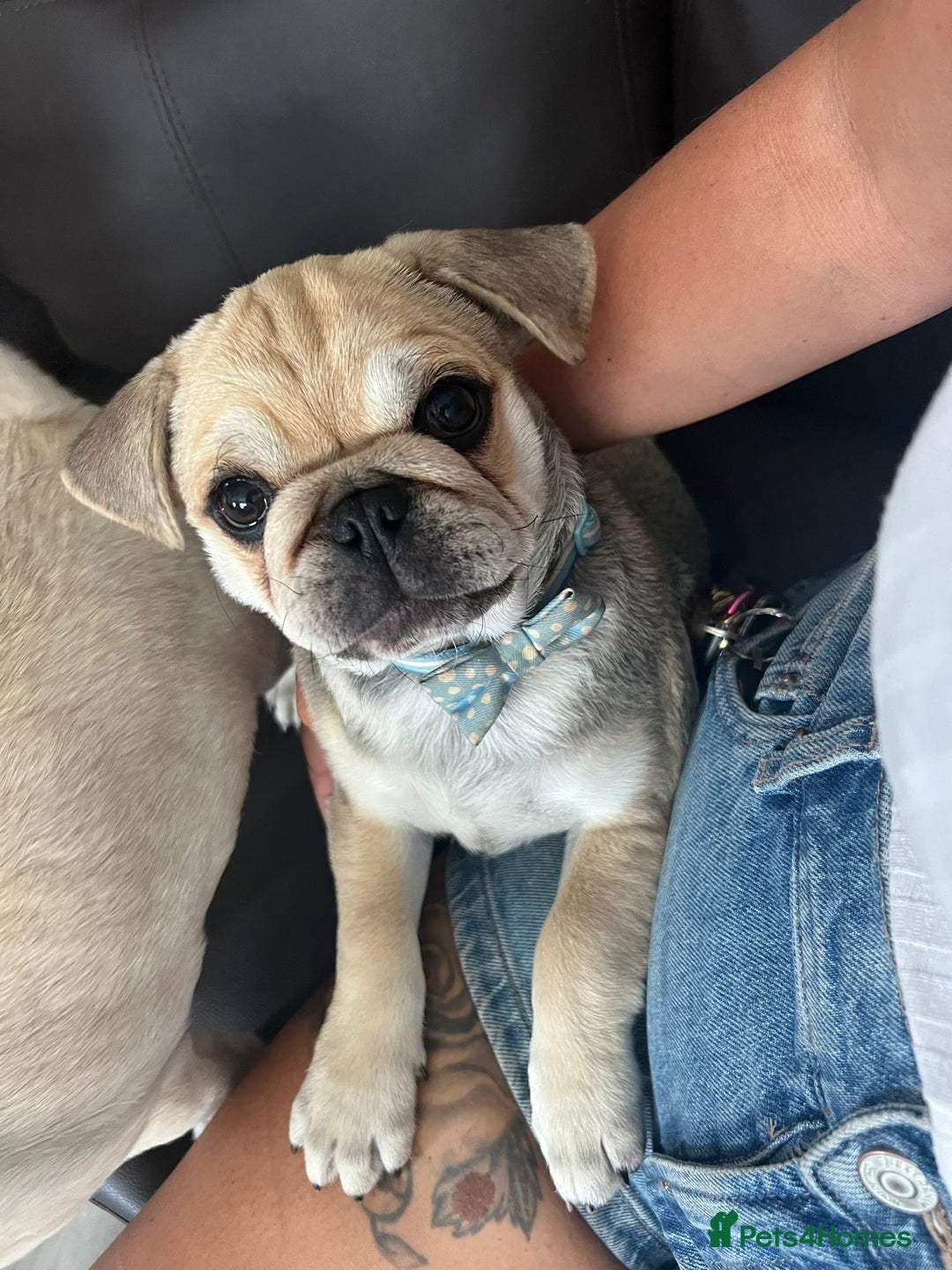 Pug dogs for sale: 2 male pup puppies  - Image 5