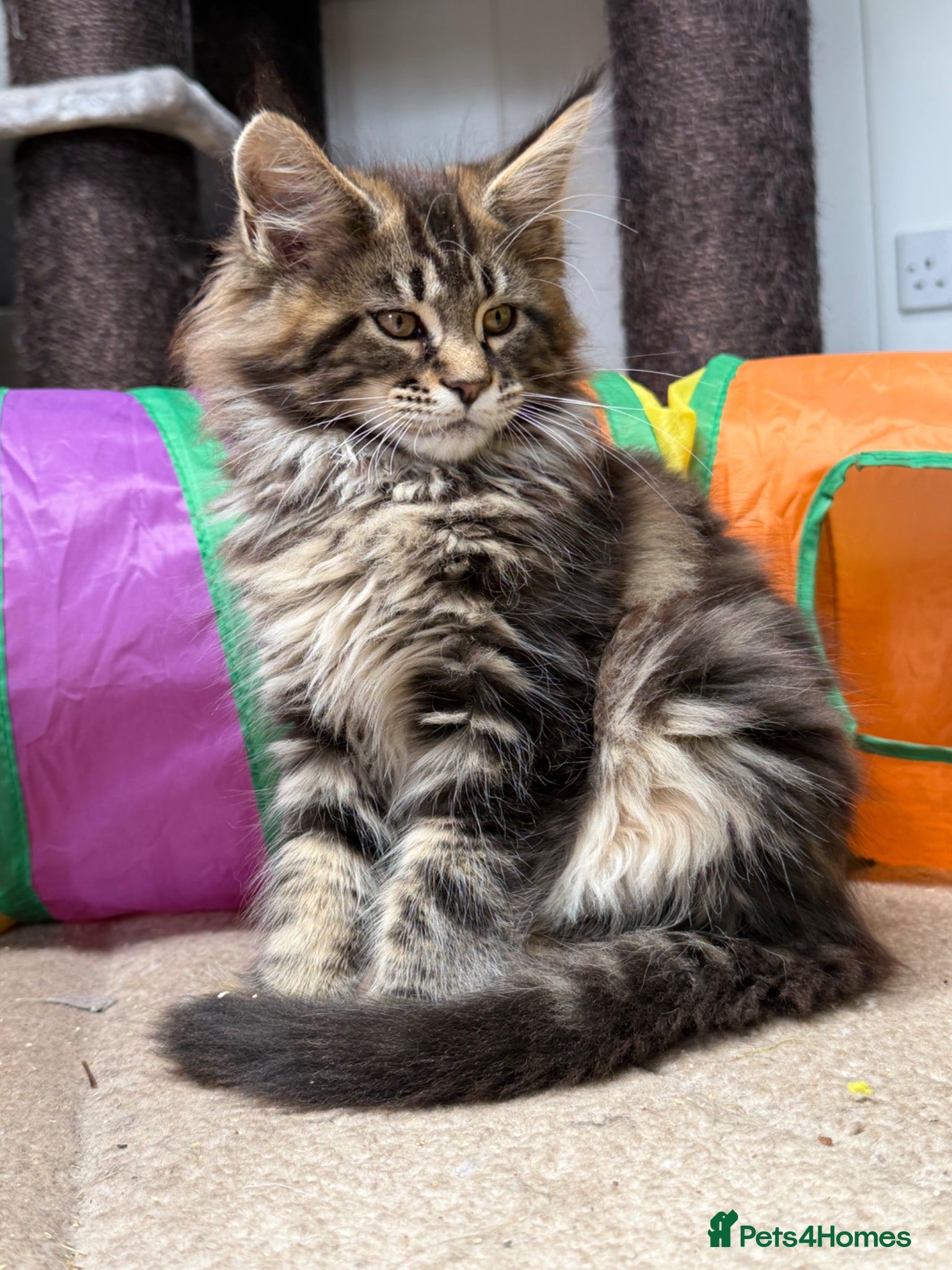 Maine Coon cats First kittens of GCCF Maine coon Champ for sale  - Advert 1