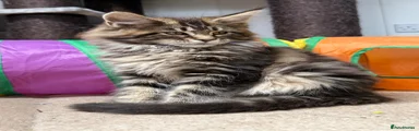 Maine Coon Kitten 1