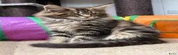 Maine Coon cats for sale: First kittens of GCCF Maine coon Champ for sale  - Advert 30