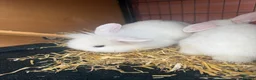 Mixed Breed rabbits for sale: Lion lop babies for sale  - Advert 10
