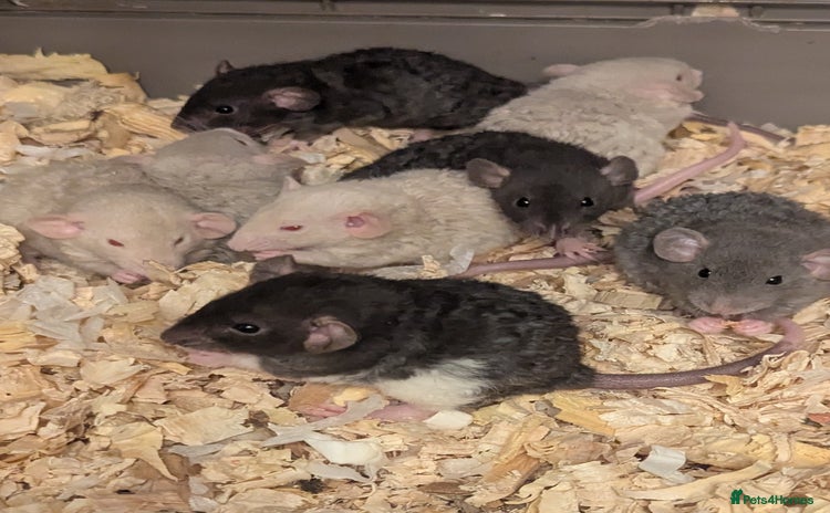 Rat rodents - Advert 9