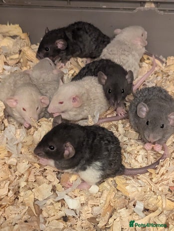 Rat rodents - Advert 9