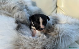 Mixed Breed dogs for sale: 🐾 Beautiful Whippet x Collie Puppies! 🐾 - Image 36