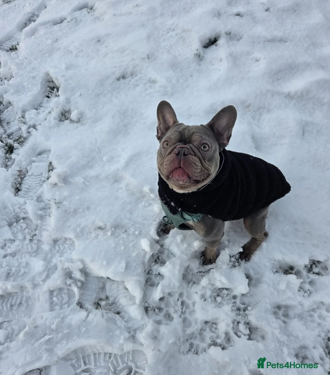 French Bulldog dogs for sale: Beautiful blue French bull dog - Advert 2